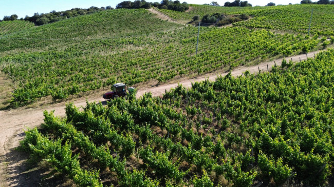 Azienda Agricola in vendita a Olbia