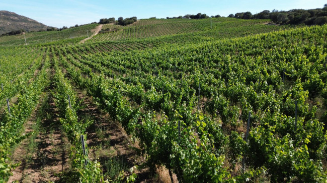 Azienda Agricola in vendita a Olbia