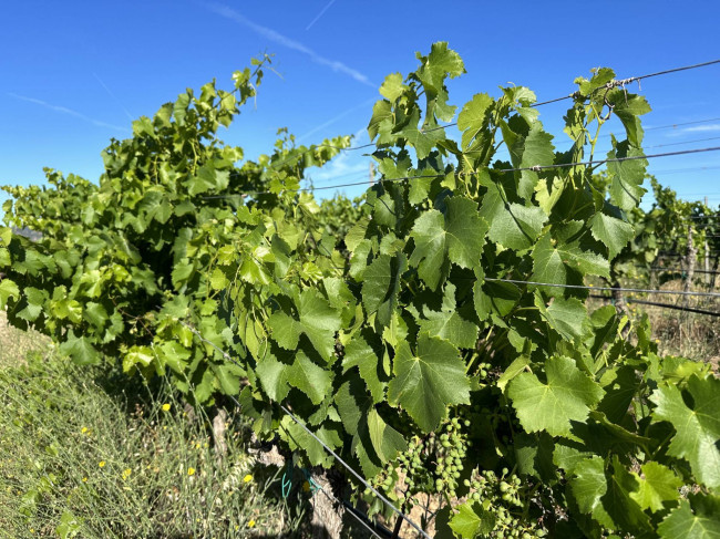 Azienda Agricola in vendita a Olbia