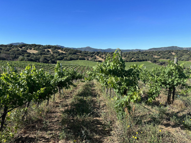 Azienda Agricola in vendita a Olbia