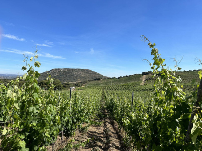 Azienda Agricola in vendita a Olbia