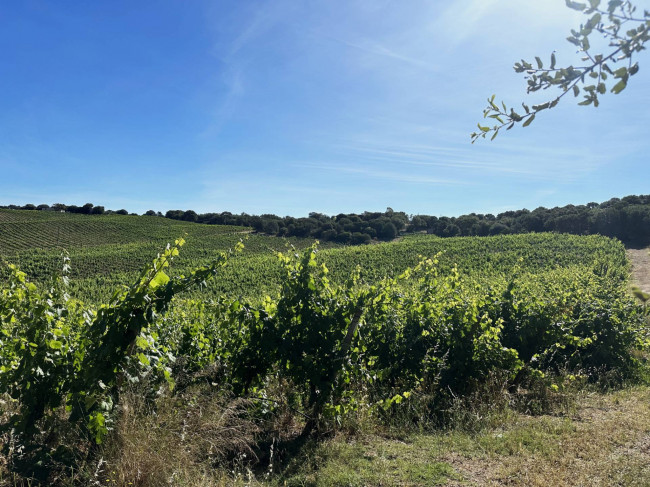 Azienda Agricola in vendita a Olbia