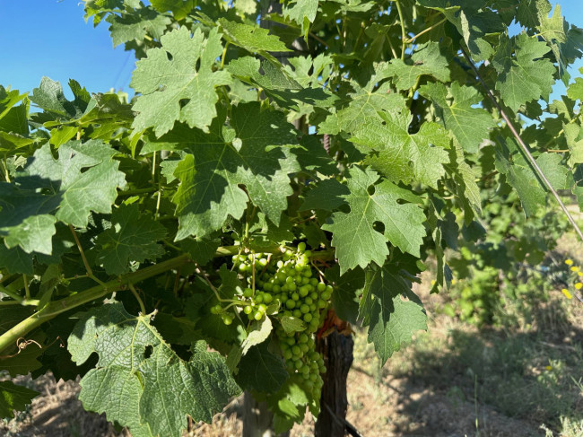 Azienda Agricola in vendita a Olbia