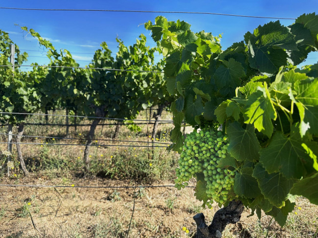 Azienda Agricola in vendita a Olbia