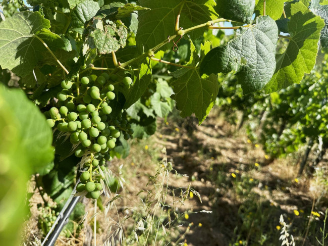 Azienda Agricola in vendita a Olbia