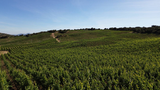 Azienda Agricola in vendita a Olbia