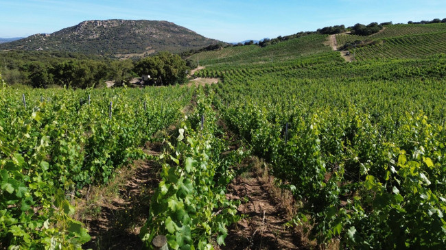 Azienda Agricola in vendita a Olbia