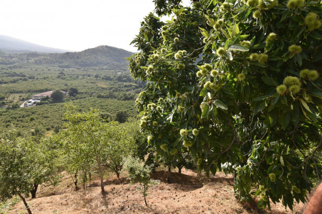 Terreno agricolo in vendita a Linguaglossa (CT)