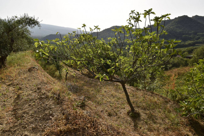 Terreno agricolo in vendita a Linguaglossa (CT)