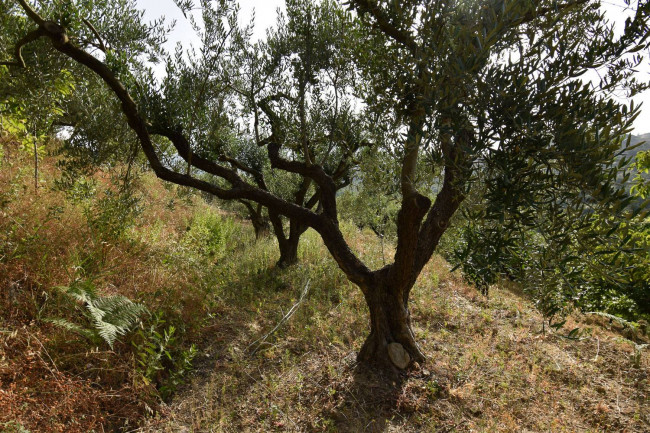 Terreno agricolo in vendita a Linguaglossa (CT)