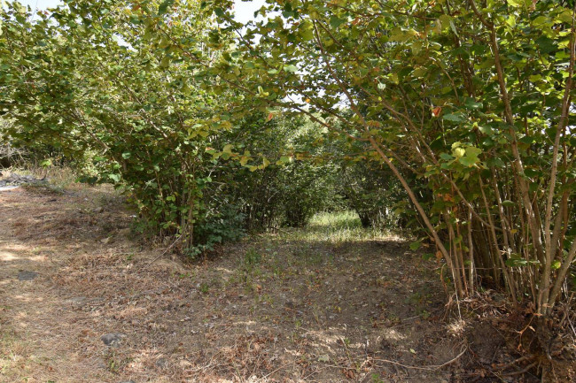 Terreno agricolo in vendita a Linguaglossa (CT)