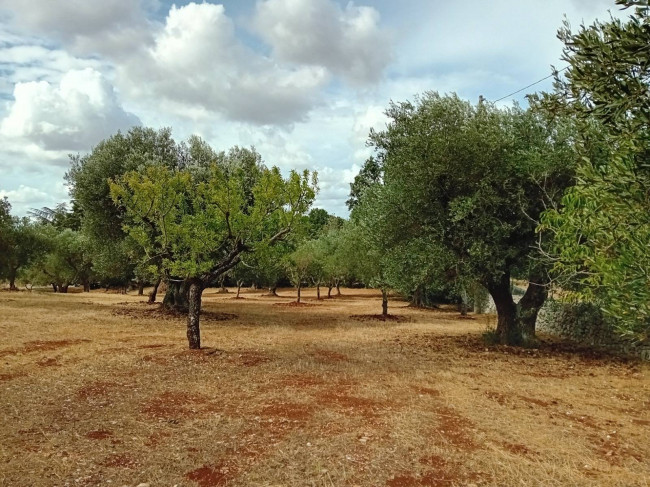 Baita/Chalet/Trullo/Stazzo in vendita a Cisternino (BR)