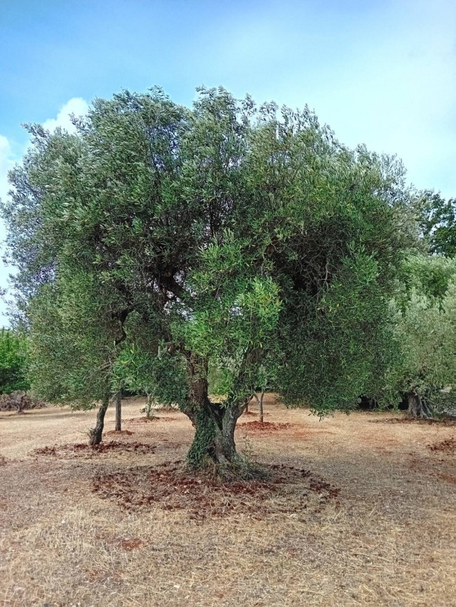 Baita/Chalet/Trullo/Stazzo in vendita a Cisternino (BR)