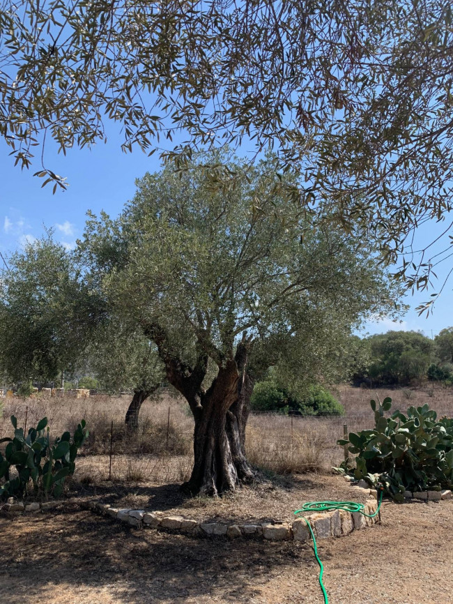 Villa in vendita a Olbia