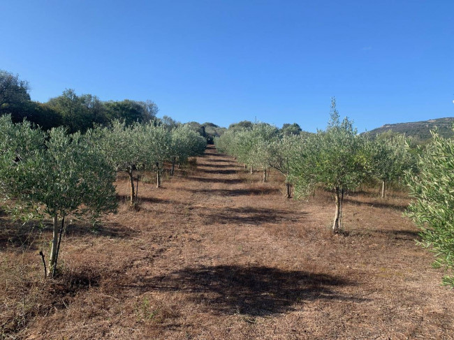 Villa in vendita a Olbia