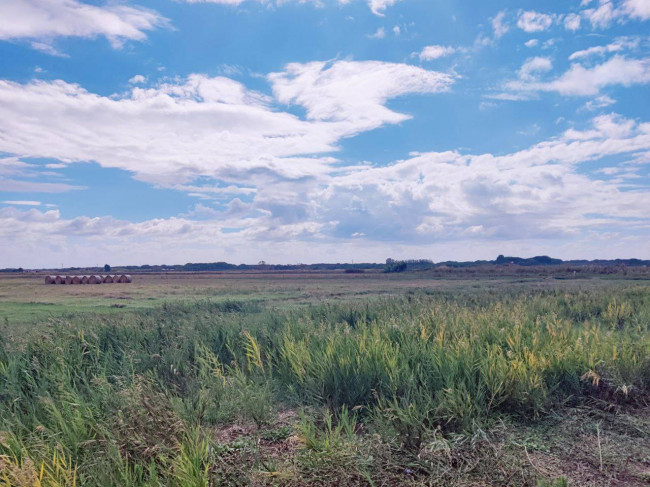 Terreno agricolo in vendita a Pescia Romana, Montalto Di Castro (VT)