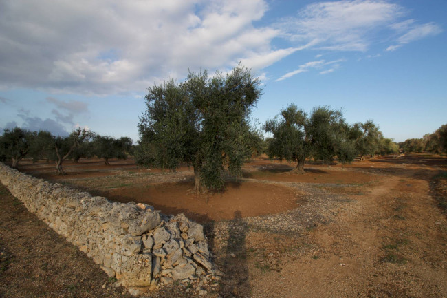 Terreno agricolo in vendita a San Vito Dei Normanni (BR)