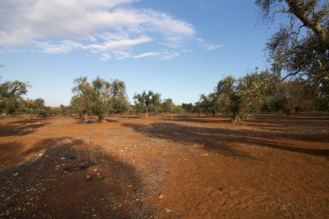 Terreno agricolo in vendita a San Vito Dei Normanni (BR)