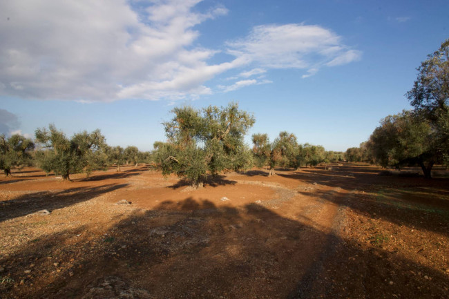 Terreno agricolo in vendita a San Vito Dei Normanni (BR)