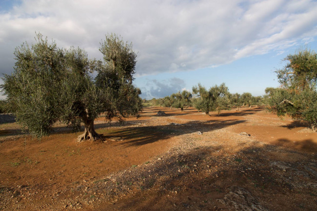 Terreno agricolo in vendita a San Vito Dei Normanni (BR)