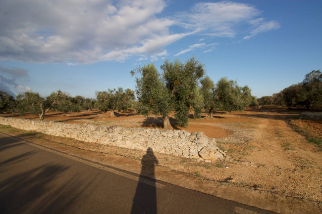 Terreno agricolo in vendita a San Vito Dei Normanni (BR)