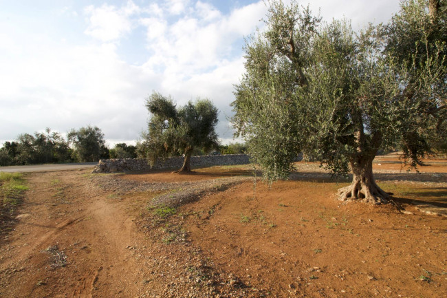 Terreno agricolo in vendita a San Vito Dei Normanni (BR)