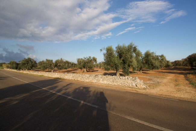 Terreno agricolo in vendita a San Vito Dei Normanni (BR)