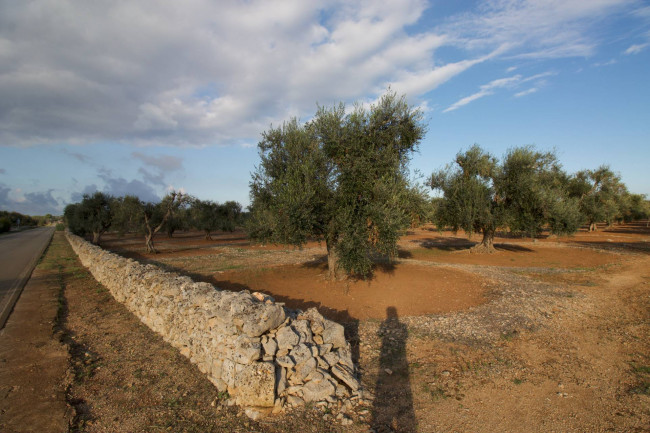 Terreno agricolo in vendita a San Vito Dei Normanni (BR)