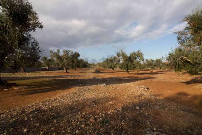 Terreno agricolo in vendita a San Vito Dei Normanni (BR)