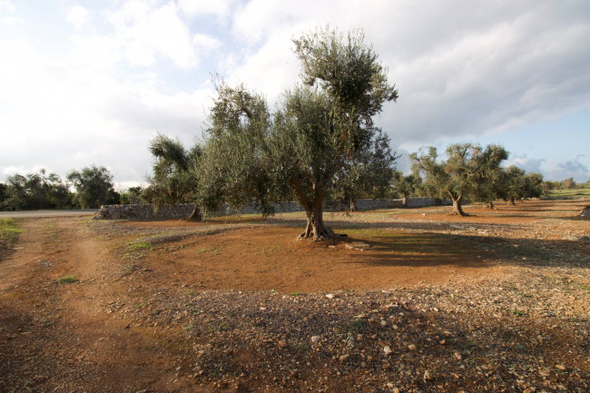 Terreno agricolo in vendita a San Vito Dei Normanni (BR)