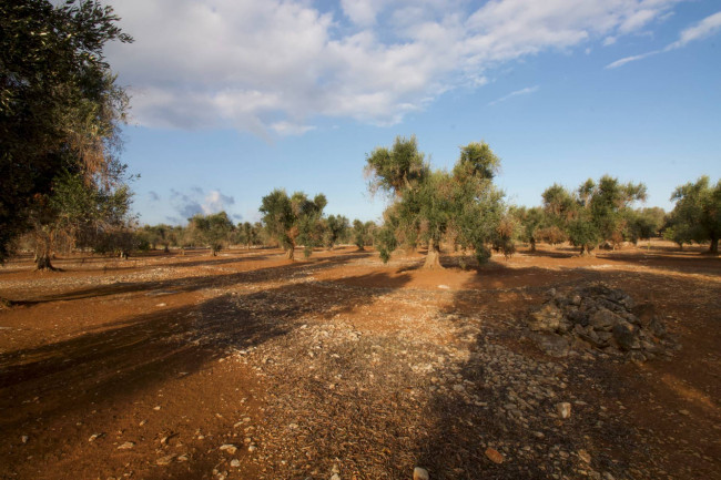 Terreno agricolo in vendita a San Vito Dei Normanni (BR)