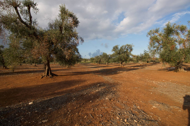 Terreno agricolo in vendita a San Vito Dei Normanni (BR)