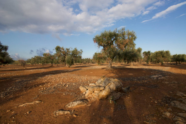 Terreno agricolo in vendita a San Vito Dei Normanni (BR)