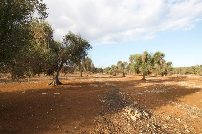 Terreno agricolo in vendita a San Vito Dei Normanni (BR)