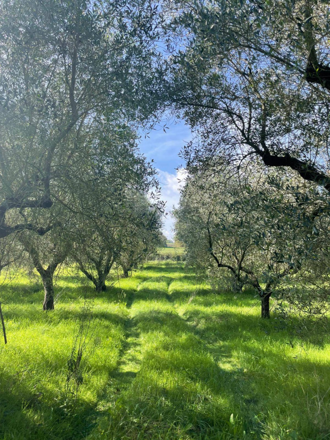 Terreno agricolo in vendita a Viterbo (VT)