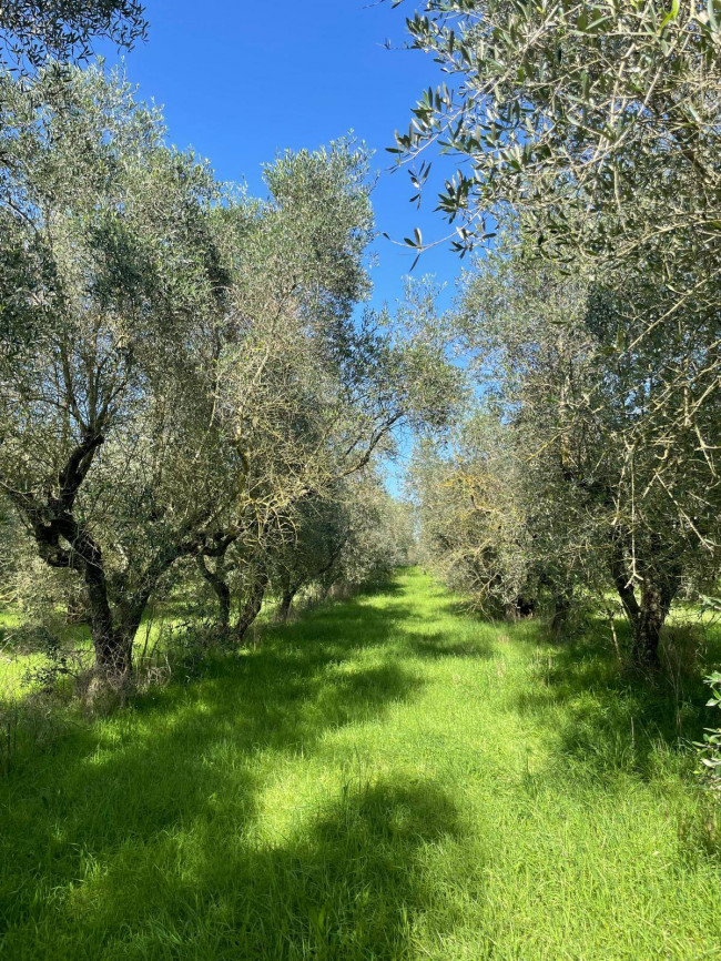 Terreno agricolo in vendita a Viterbo (VT)