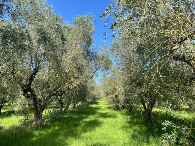 Terreno agricolo in vendita a Viterbo (VT)