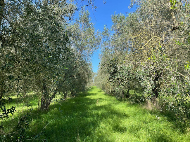 Terreno agricolo in vendita a Viterbo (VT)