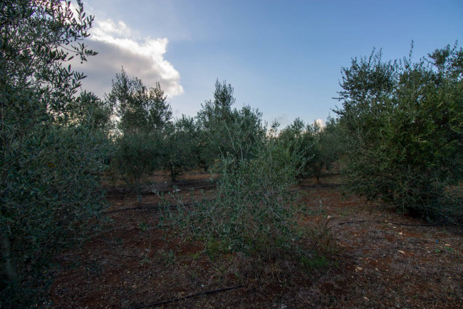 Terreno agricolo in vendita a San Vito Dei Normanni (BR)