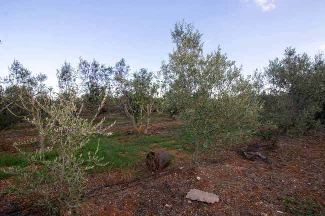 Terreno agricolo in vendita a San Vito Dei Normanni (BR)