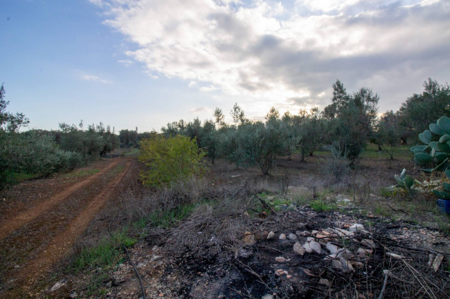 Terreno agricolo in vendita a San Vito Dei Normanni (BR)