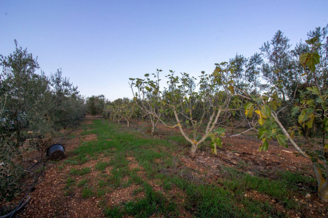 Terreno agricolo in vendita a San Vito Dei Normanni (BR)