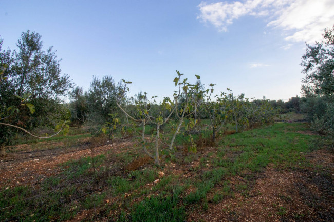 Terreno agricolo in vendita a San Vito Dei Normanni (BR)