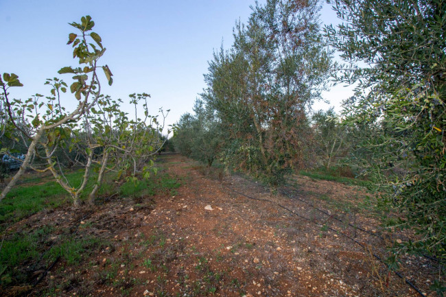 Terreno agricolo in vendita a San Vito Dei Normanni (BR)