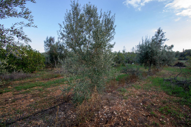 Terreno agricolo in vendita a San Vito Dei Normanni (BR)