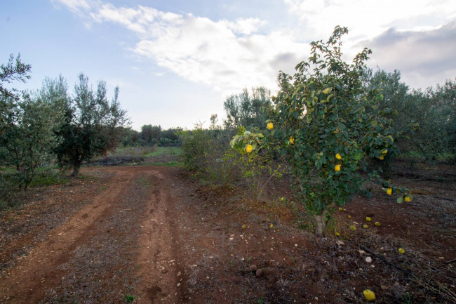 Terreno agricolo in vendita a San Vito Dei Normanni (BR)