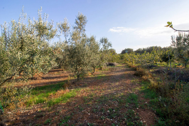 Terreno agricolo in vendita a San Vito Dei Normanni (BR)