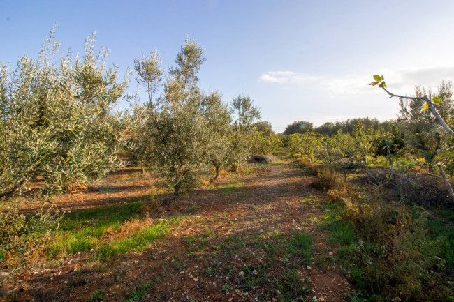 Terreno agricolo in vendita a San Vito Dei Normanni (BR)