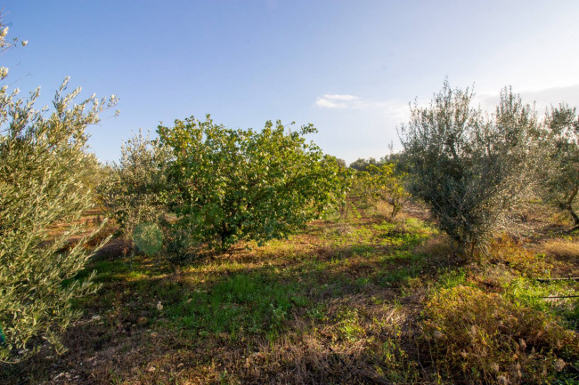 Terreno agricolo in vendita a San Vito Dei Normanni (BR)