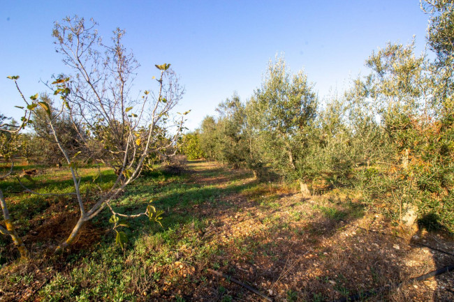 Terreno agricolo in vendita a San Vito Dei Normanni (BR)